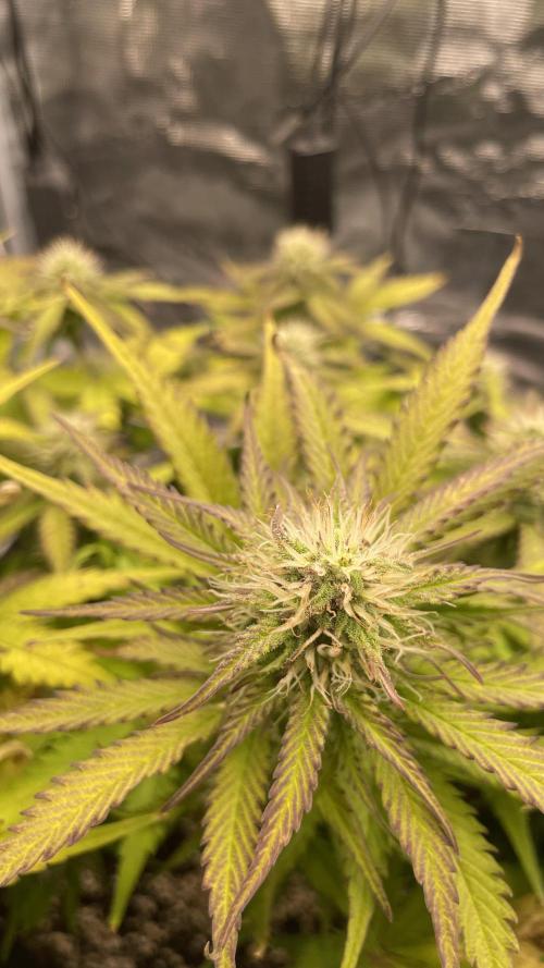 First grow, Cookies gelato auto, RQS. Week 8 - Frost coming slowly ! 