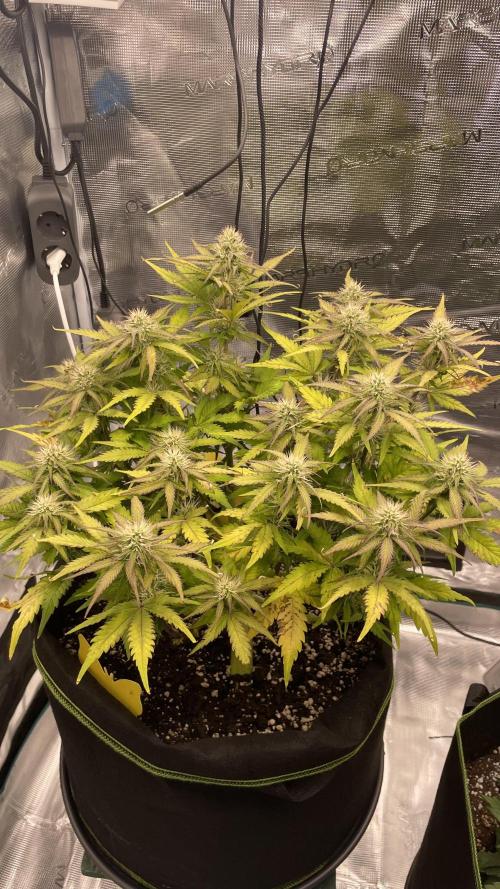 First grow, Cookies gelato auto, RQS. Week 8