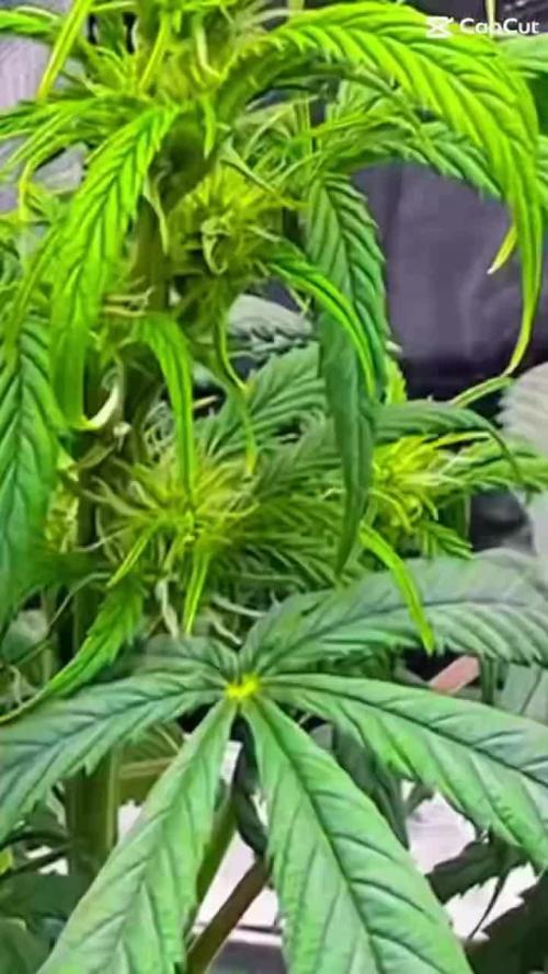 GanjaFarmer Amnesia