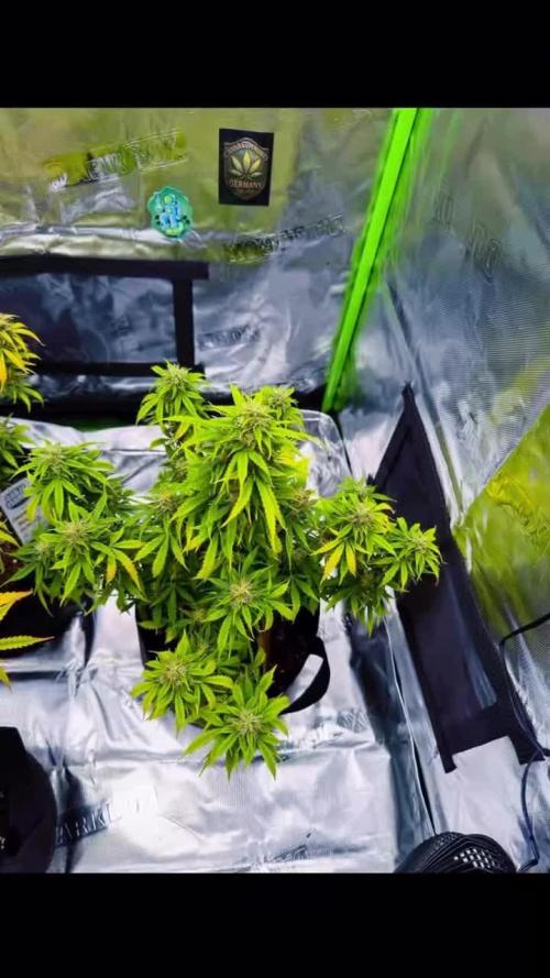 GanjaFarmer Amnesia