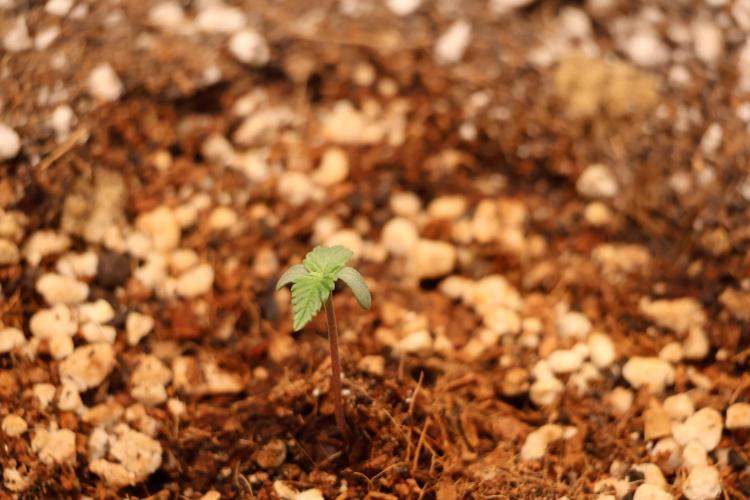 CBD Crack Auto & Blueberry Auto. Week 0 - 3 Days old