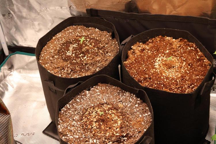 CBD Crack Auto & Blueberry Auto. Week 0 - All first popped in jiffy and planted into the 20 L Soil