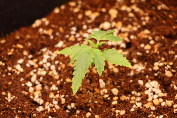 CBD Crack Auto & Blueberry Auto. Week 1