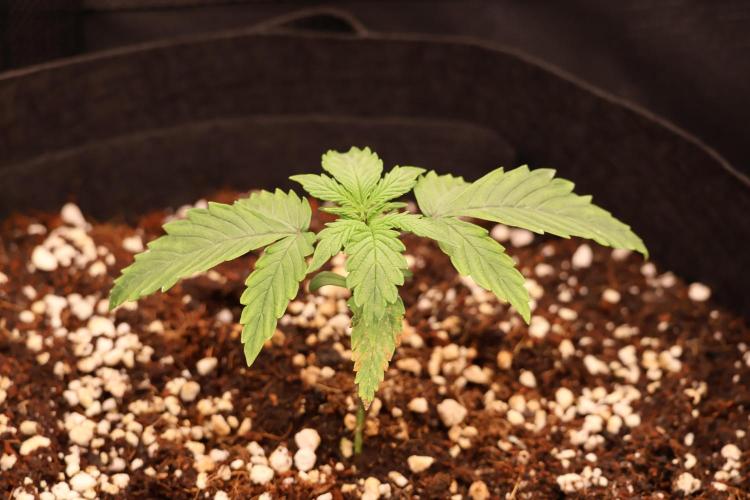 CBD Crack Auto & Blueberry Auto. Week 1 - Doing fine