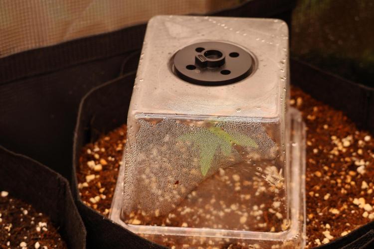 CBD Crack Auto & Blueberry Auto. Week 1