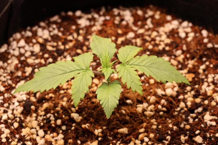 CBD Crack Auto & Blueberry Auto. Week 1