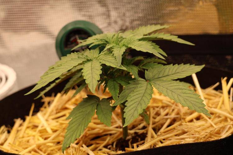CBD Crack Auto & Blueberry Auto. Week 2