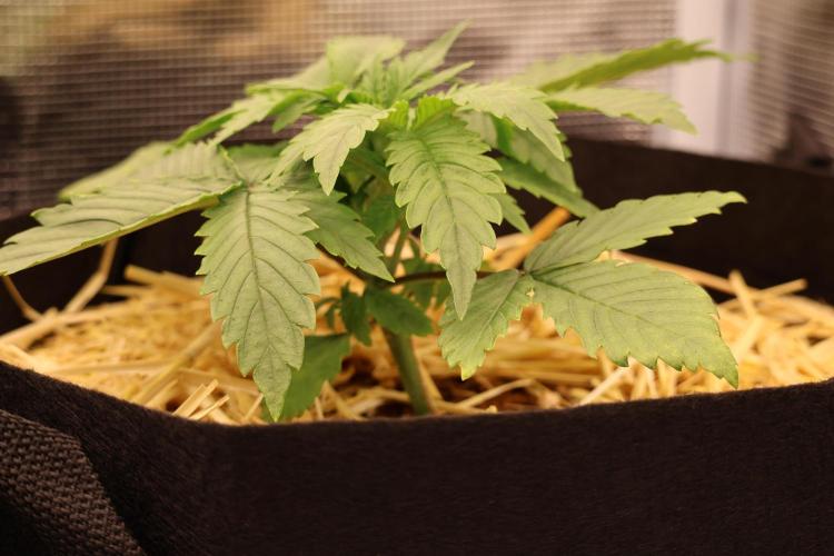 CBD Crack Auto & Blueberry Auto. Week 2