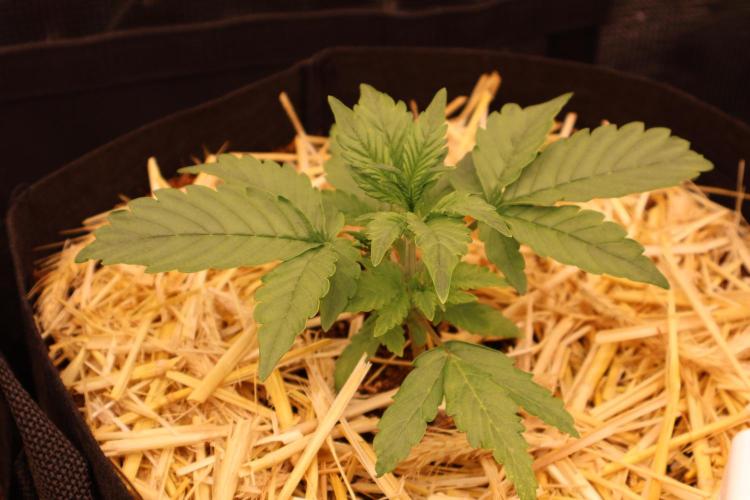 CBD Crack Auto & Blueberry Auto. Week 2