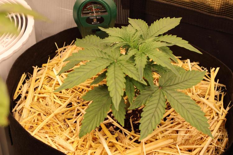 CBD Crack Auto & Blueberry Auto. Week 2
