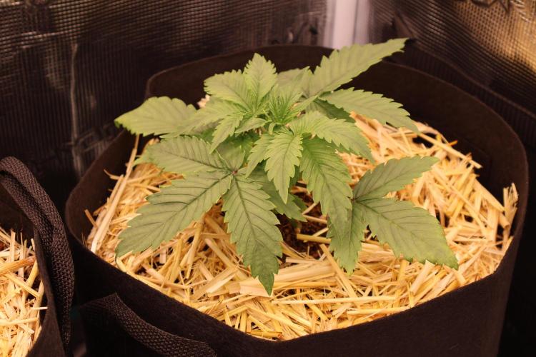 CBD Crack Auto & Blueberry Auto. Week 2