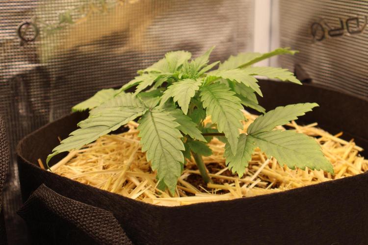 CBD Crack Auto & Blueberry Auto. Week 2