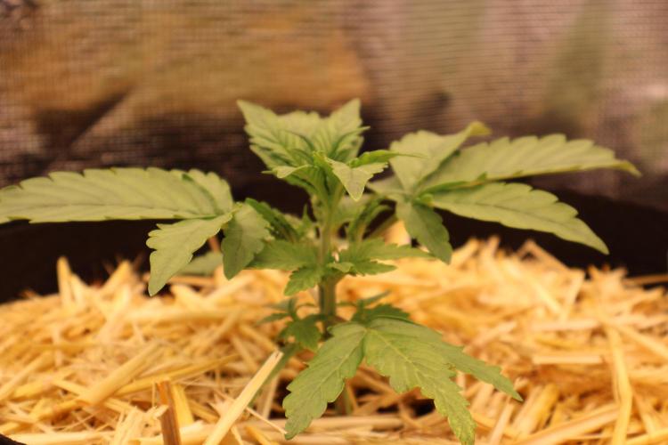 CBD Crack Auto & Blueberry Auto. Week 2