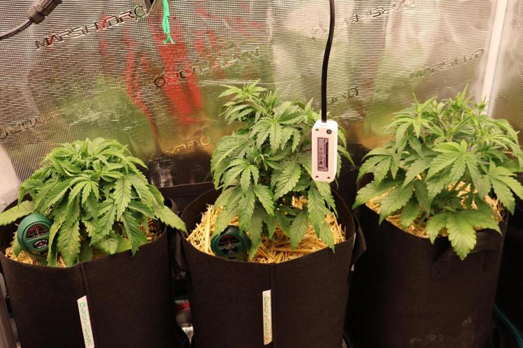 CBD Crack Auto & Blueberry Auto. Week 3 - Nice push in the last week