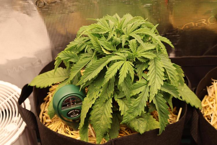 CBD Crack Auto & Blueberry Auto. Week 3