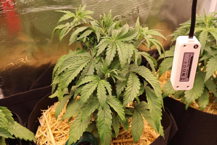 CBD Crack Auto & Blueberry Auto. Week 3