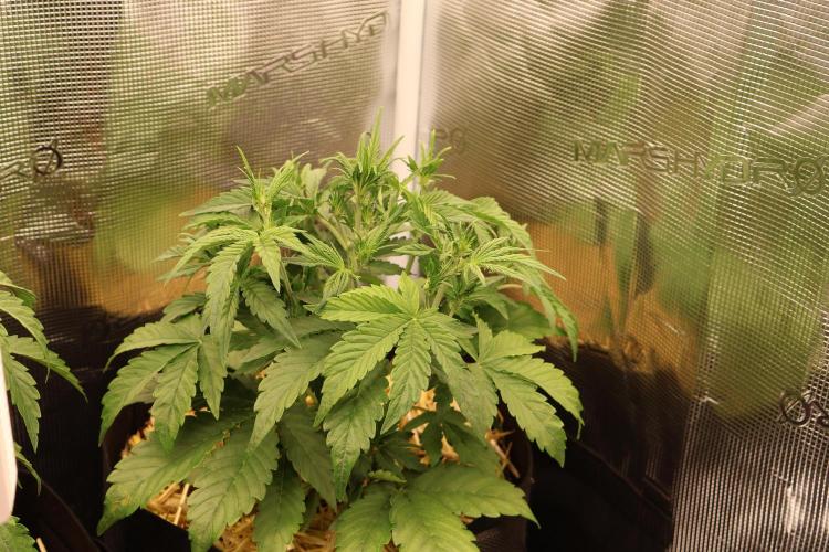 CBD Crack Auto & Blueberry Auto. Week 3