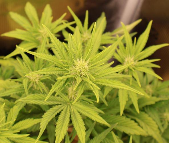 CBD Crack Auto & Blueberry Auto. Week 4 - Flowers (CBD)