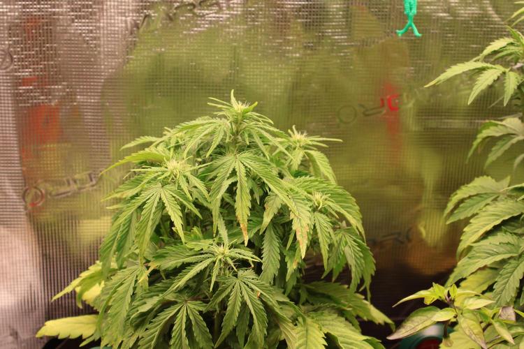 CBD Crack Auto & Blueberry Auto. Week 4 - CBD : Not enough Water and missing cal/mg