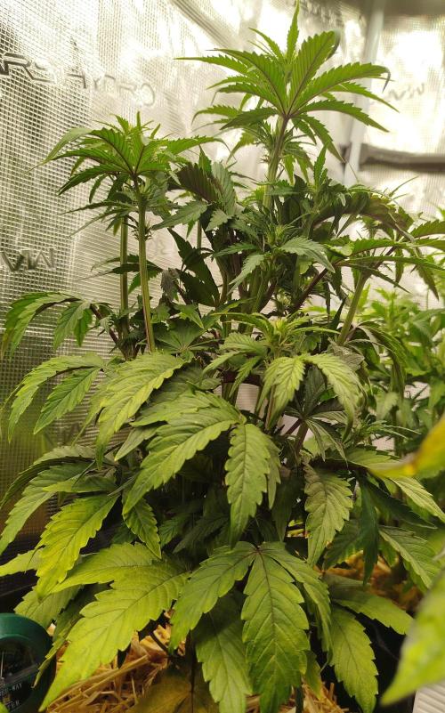 CBD Crack Auto & Blueberry Auto. Week 4 - Blueberry stretching and flowers