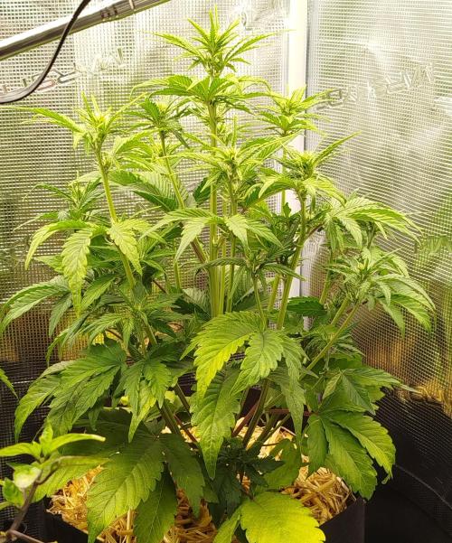 CBD Crack Auto & Blueberry Auto. Week 4 - Streched and flowing : CBD 1:1