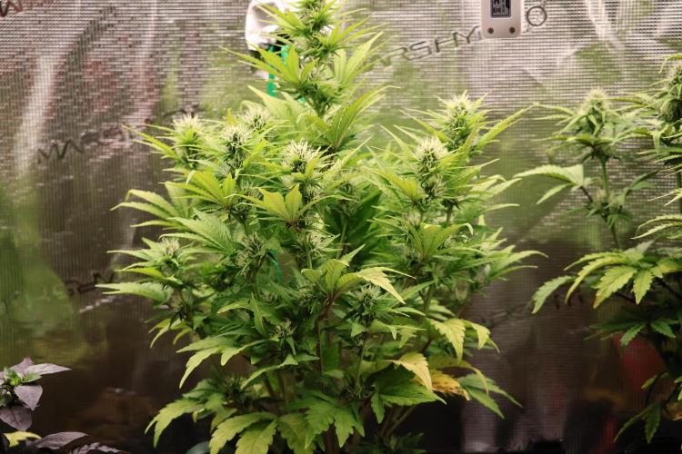 CBD Crack Auto & Blueberry Auto. Week 5 - CBD Crack 1:1 Bud size is increasing