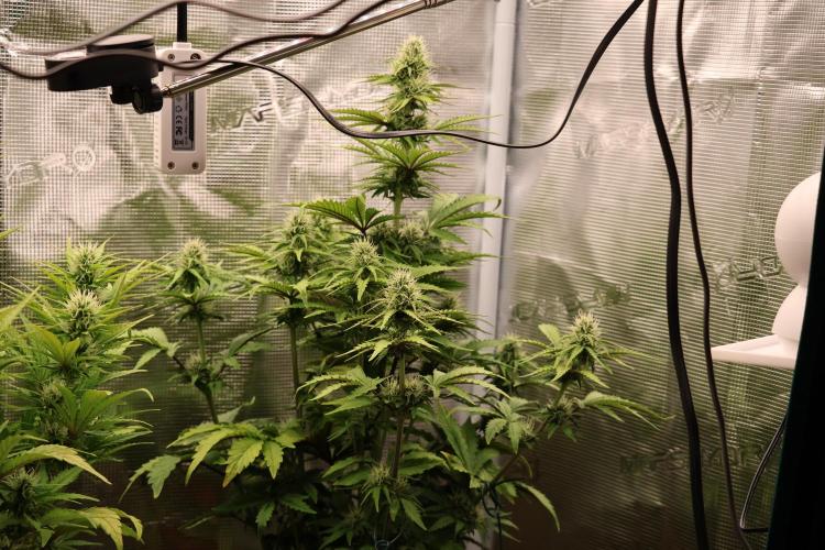 CBD Crack Auto & Blueberry Auto. Week 5 - Blueberry getting taller and getting bigger buds