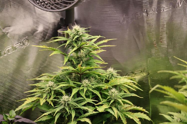 CBD Crack Auto & Blueberry Auto. Week 5 - CBD Crack coming back 