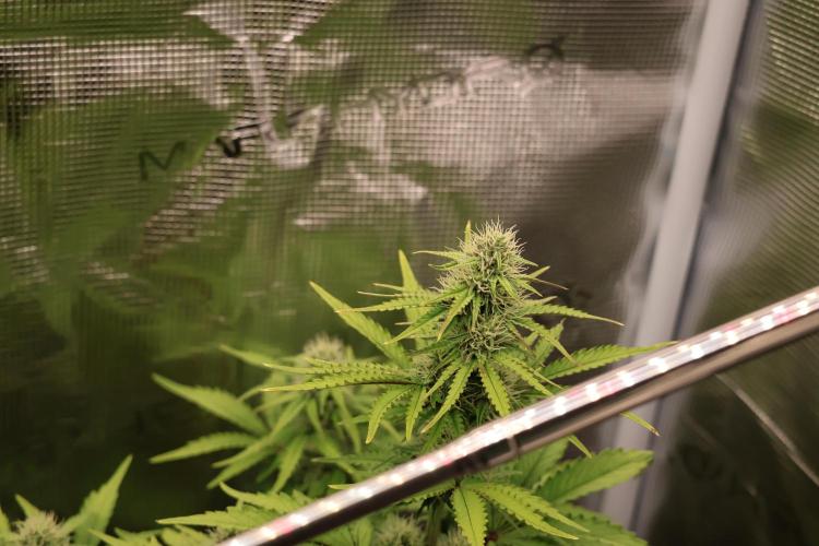 CBD Crack Auto & Blueberry Auto. Week 5 - Blueberry