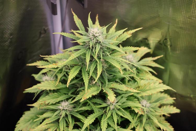 CBD Crack Auto & Blueberry Auto. Week 5 - CBD