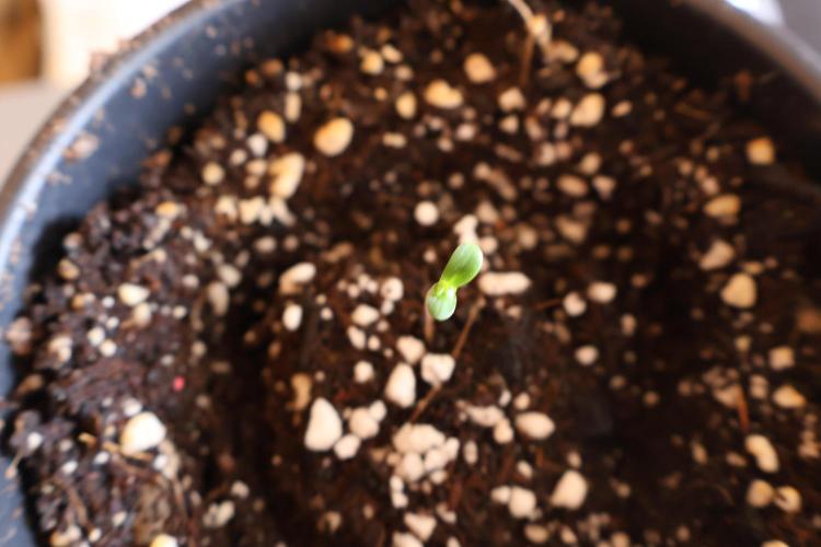 Super Skunk in My Garden  | Organic. Week 0 - Hello World Sed 1