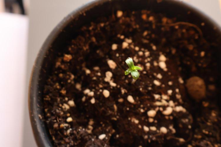 Super Skunk in My Garden  | Organic. Week 0 - Hello World Seed 2