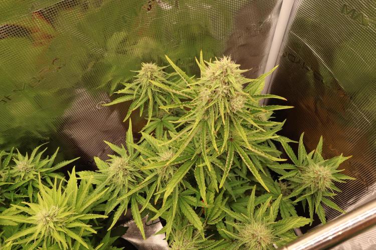CBD Crack Auto & Blueberry Auto. Week 6 - Blueberry