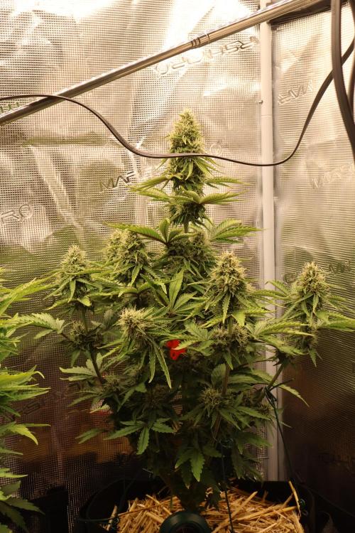 CBD Crack Auto & Blueberry Auto. Week 6 - Blueberry I love it