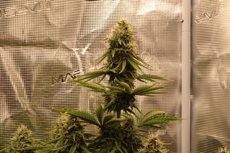 CBD Crack Auto & Blueberry Auto. Week 6 - Blueberry Main Cola