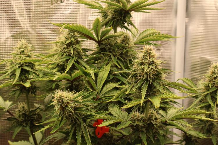 CBD Crack Auto & Blueberry Auto. Week 6 - Blueberry closeup