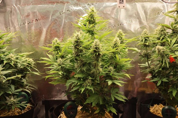 CBD Crack Auto & Blueberry Auto. Week 6 - CBD 1:1 Looks amazing, It is smelly and fruity