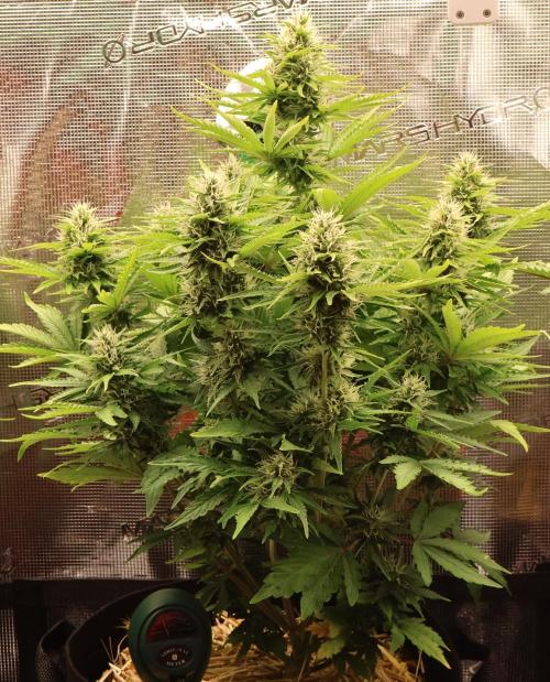 CBD Crack Auto & Blueberry Auto. Week 6 - CBD Beautiful Plant