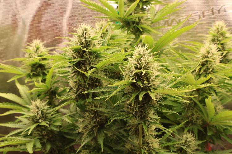 CBD Crack Auto & Blueberry Auto. Week 6 - CBD Close Up