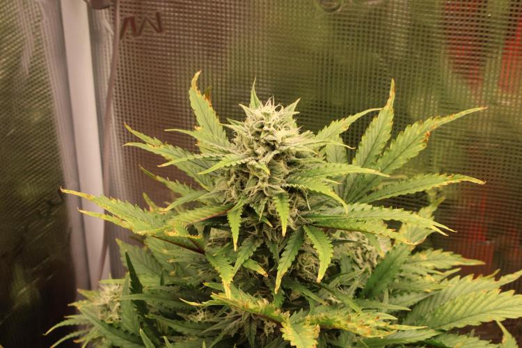 CBD Crack Auto & Blueberry Auto. Week 6 - CBD 2 looking better again