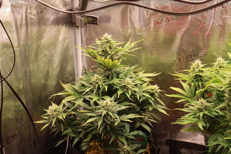 CBD Crack Auto & Blueberry Auto. Week 6 - CBD has recovered a bit and looks great overall