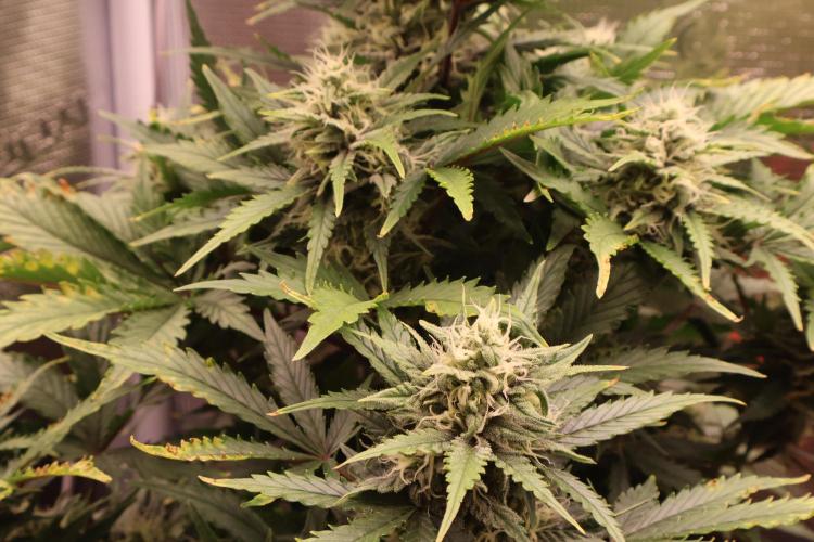 CBD Crack Auto & Blueberry Auto. Week 6 - CBD 2 Closeup