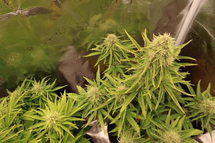 CBD Crack Auto & Blueberry Auto. Week 7