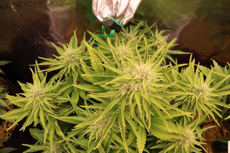 CBD Crack Auto & Blueberry Auto. Week 7
