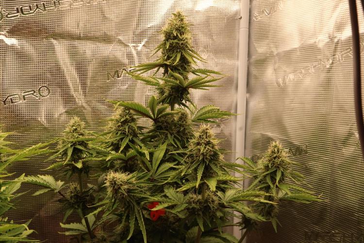 CBD Crack Auto & Blueberry Auto. Week 7