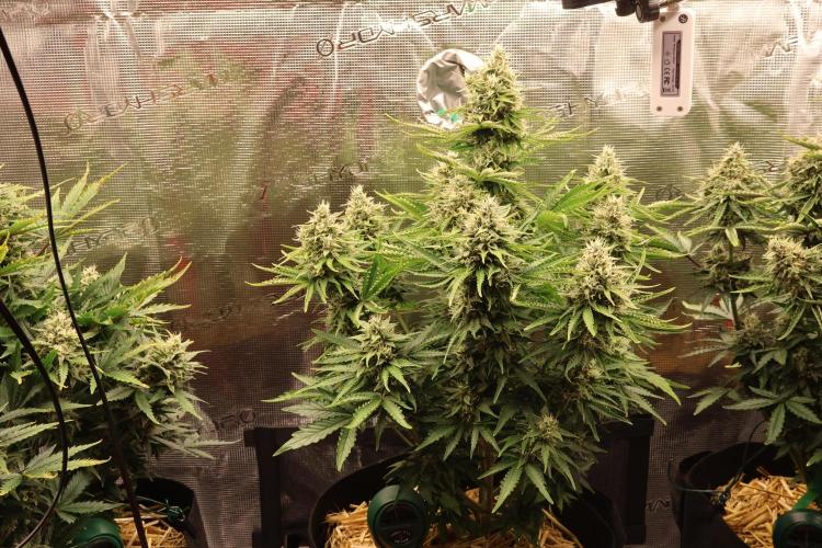 CBD Crack Auto & Blueberry Auto. Week 7