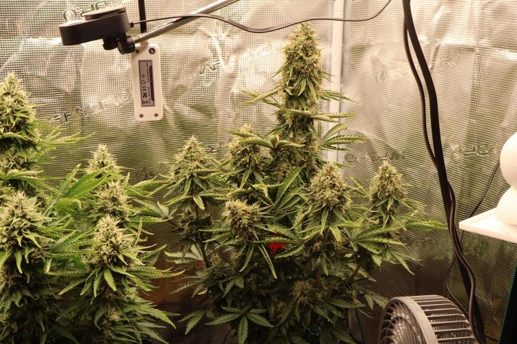 CBD Crack Auto & Blueberry Auto. Week 7