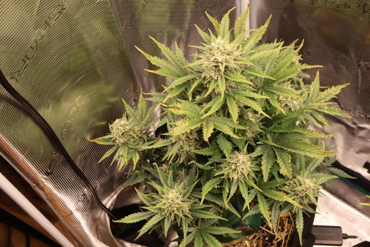 CBD Crack Auto & Blueberry Auto. Week 7