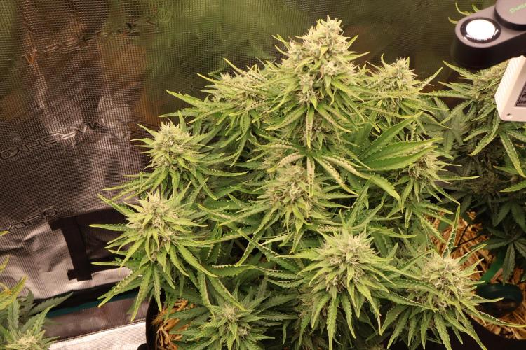 CBD Crack Auto & Blueberry Auto. Week 7
