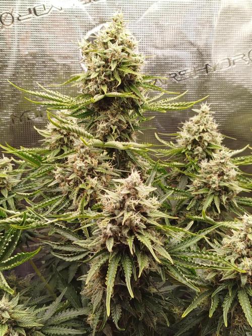 CBD Crack Auto & Blueberry Auto. Week 8